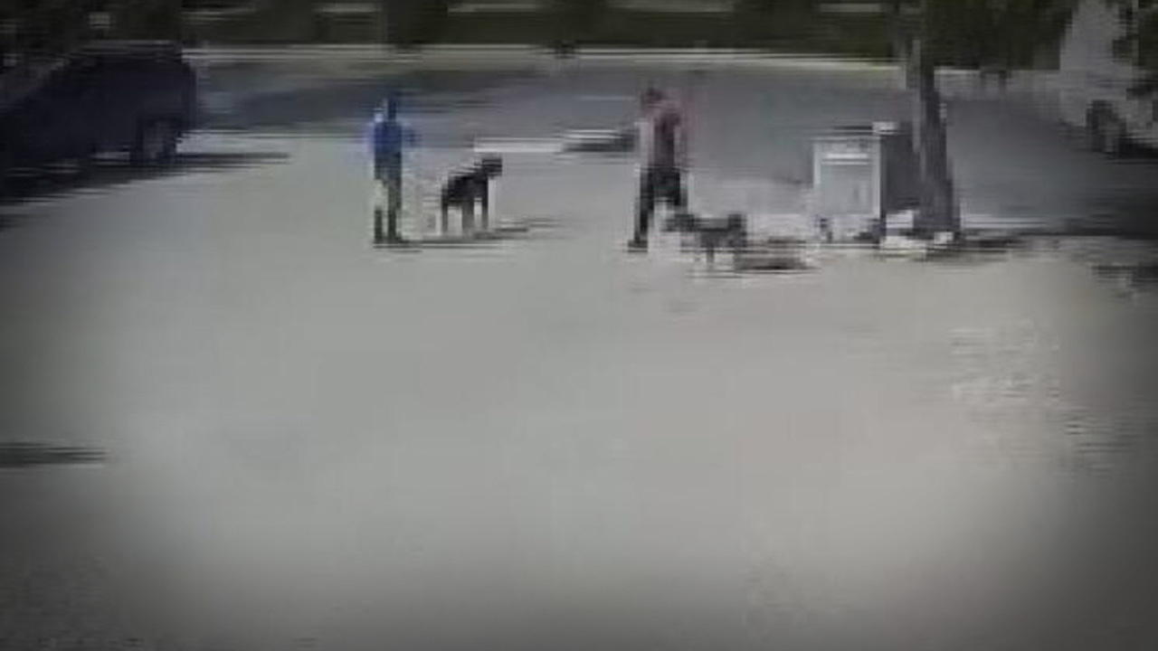 Büyükçekmece'de, sokak köpeğini silahla öldüren saldırgan kamerada