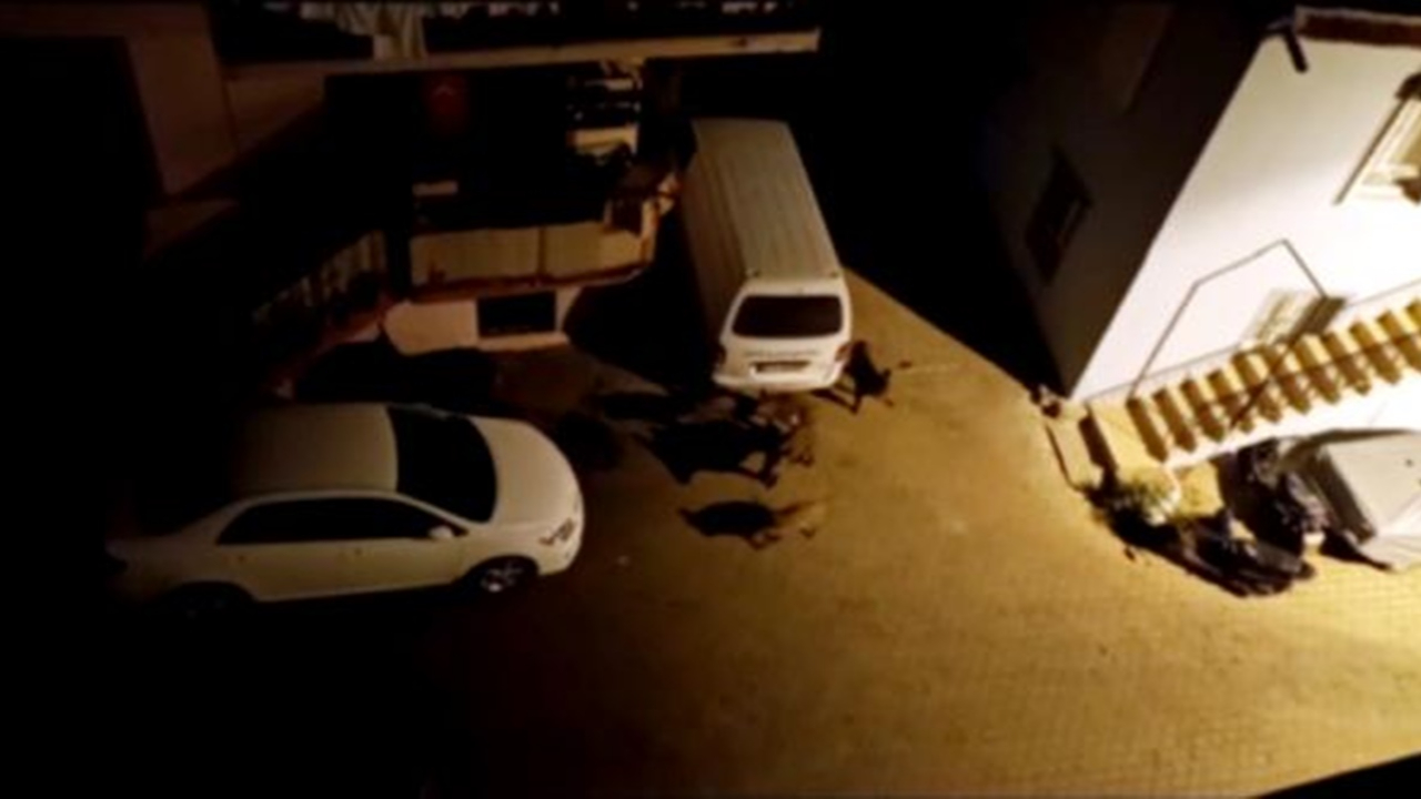 Antalya'da domuz sürüleri şehre indi