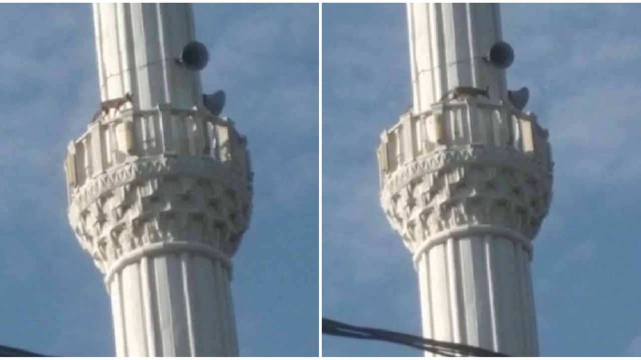 Tilki, caminin minaresine çıktı