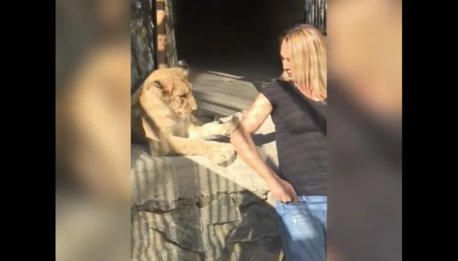 Survivor yarışmacısı Nagihan Karadere aslan saldırısına uğradı!