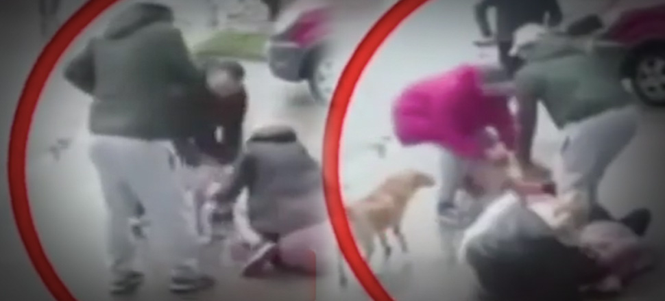Arjantin’de pitbull dehşeti kamerada!