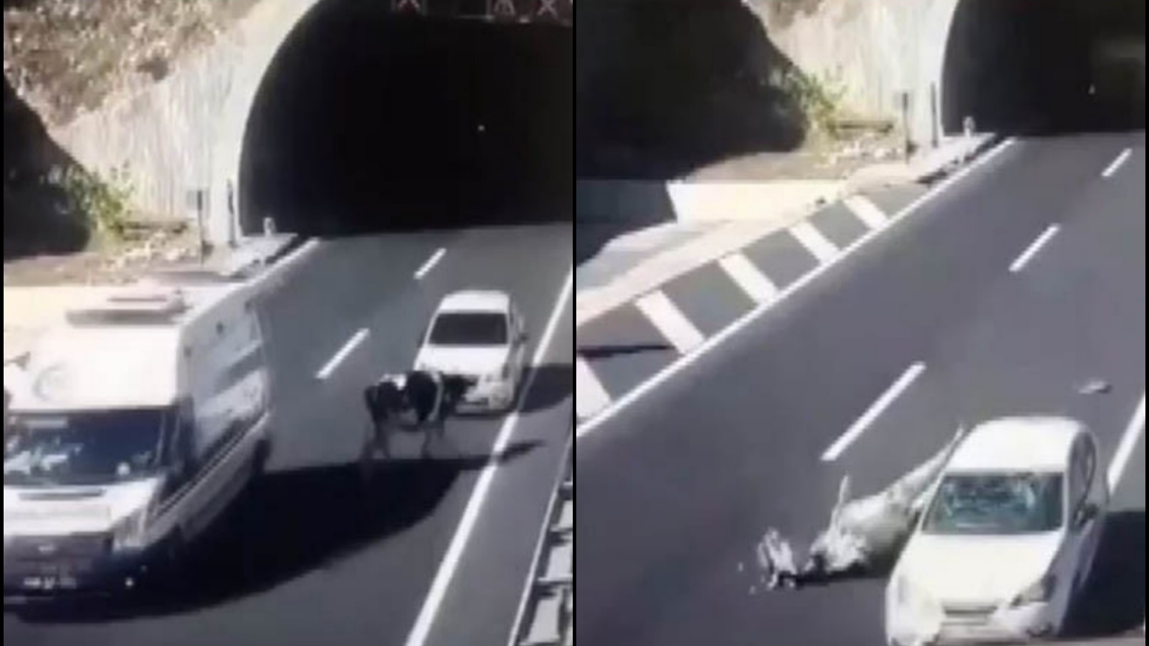 Otoyolda gezinen ineğe otomobil çarptı