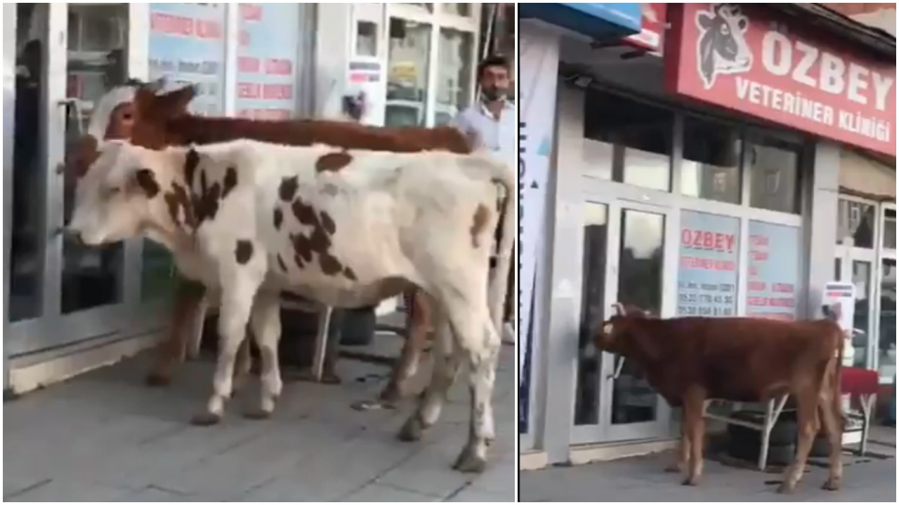 İki inek veterinerin kapısına dayandı