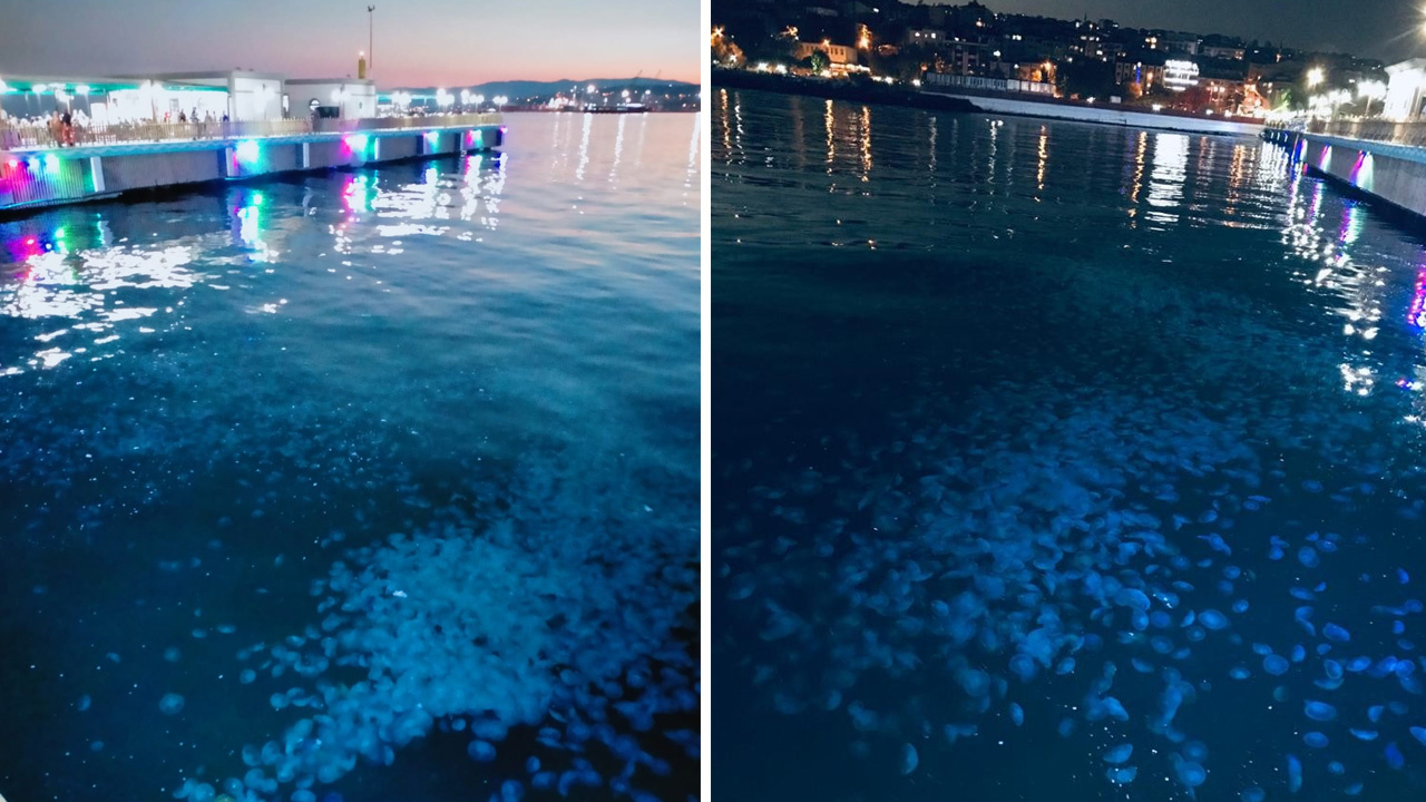 Marmara’da denizanası istilası! Uzmanlardan uyarı