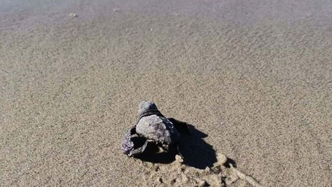 Caretta carettalar ilk kez Marmara'ya yuva yaptı