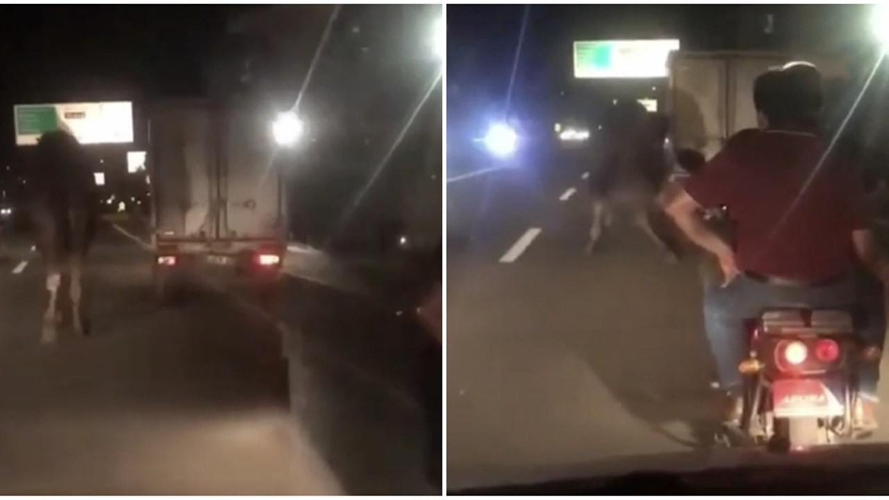 Deveyi kamyonete bağlayıp sürüklediler