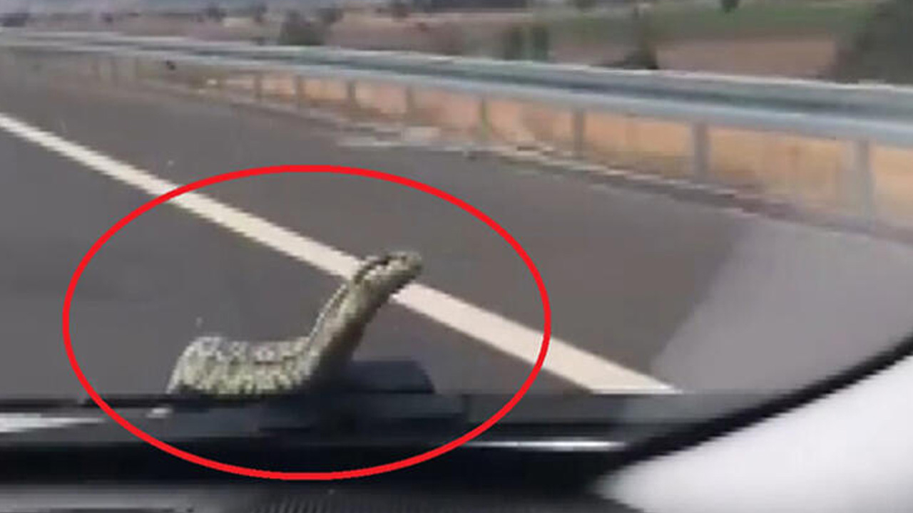 Farklı günlerde seyir halindeki otomobilin kaputundan çıkan yılan, otomobilin içinde bulunamıyor!
