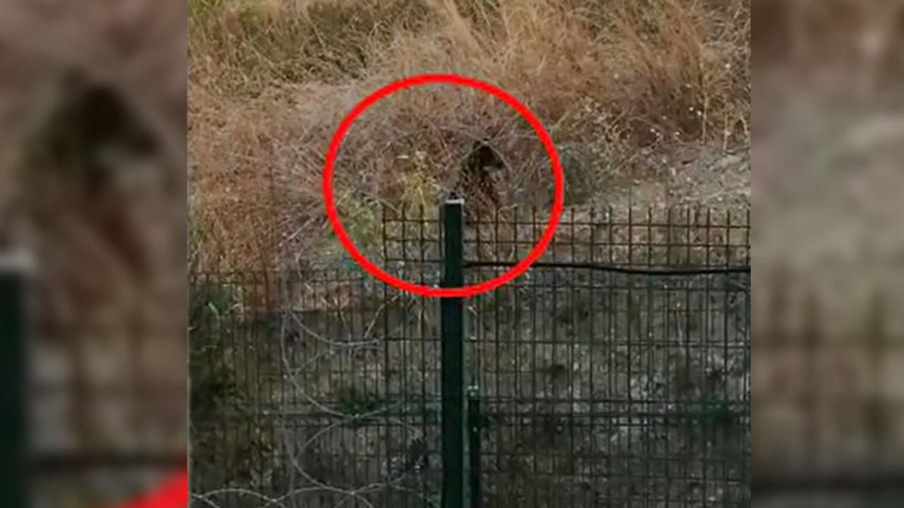 Büyükçekmece'de boz ayı paniği!