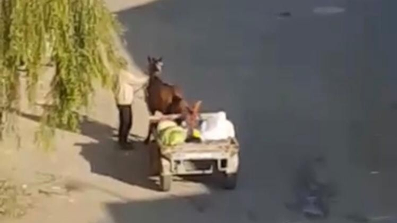 Yorgun düşüp ilerlemeyen atı şişledi