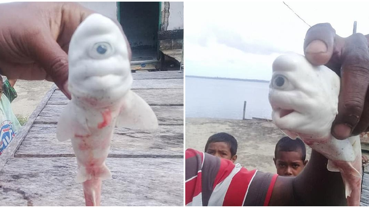 Albino ve tek gözlü köpek balığı