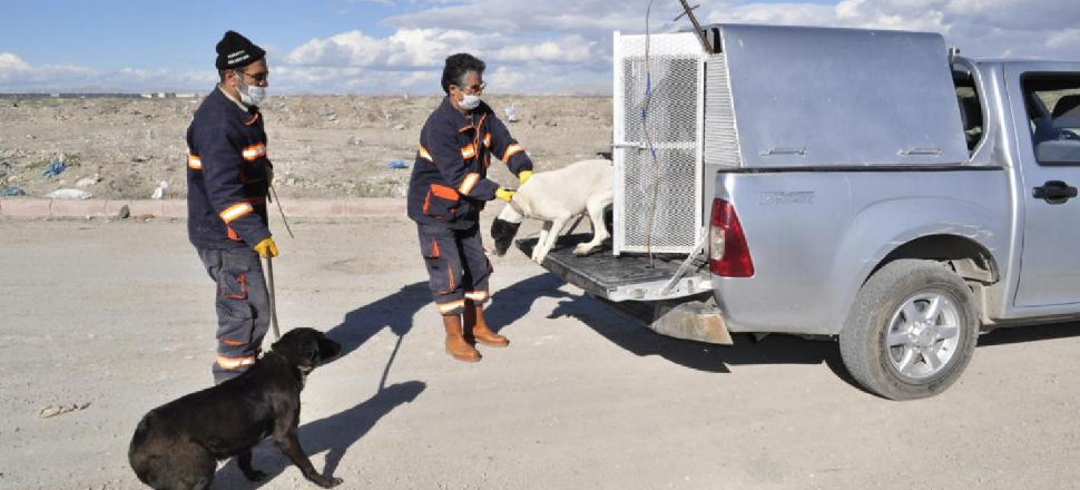 Sokak köpeği ısırdı, belediye tazminat ödeyecek