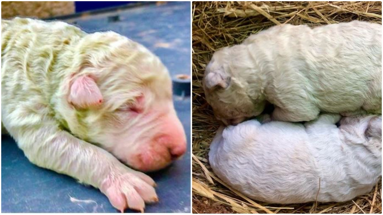 Yeşil doğan köpeği görünce inanamadılar