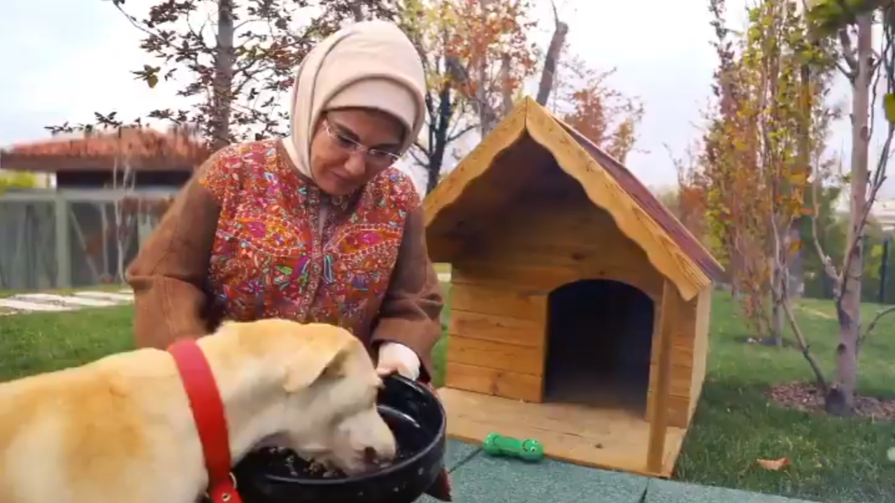 Külliye'nin yeni misafiri: Leblebi