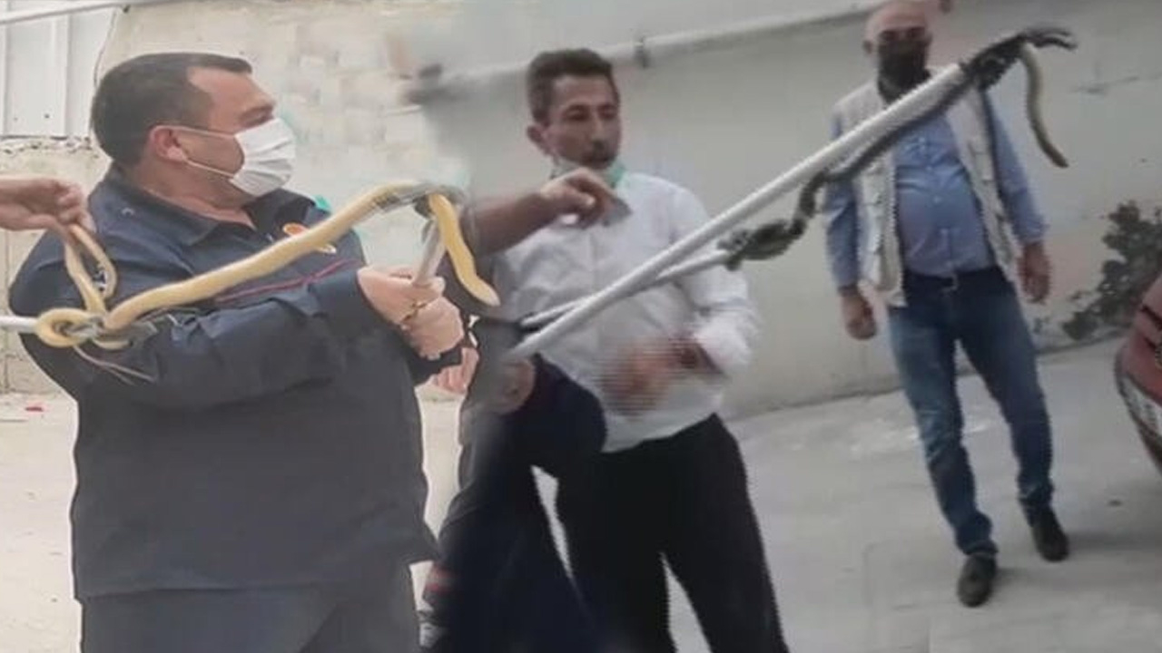 Otoparkta yılan paniği!