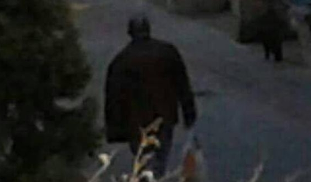 Alanya'daki kedi katliamıyla ilgili bir Rus gözaltına alındı