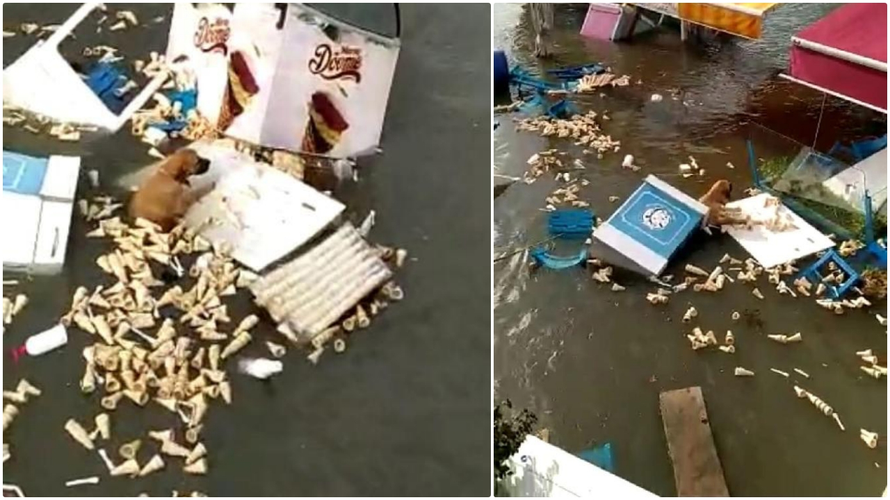 Zavallı köpeğin tsunami ile mücadelesi