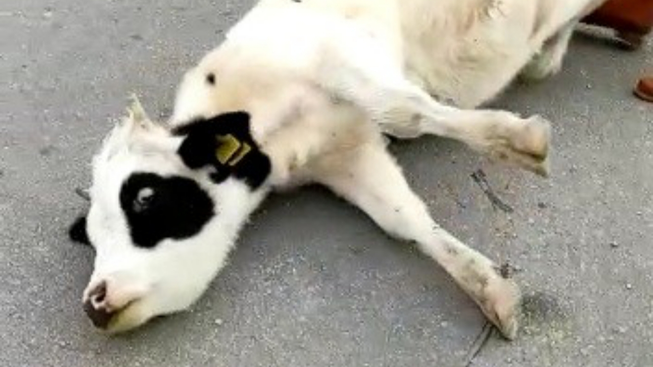 Öldü sanılan inek 'Hemen keselim' sözünü duyunca ayaklandı