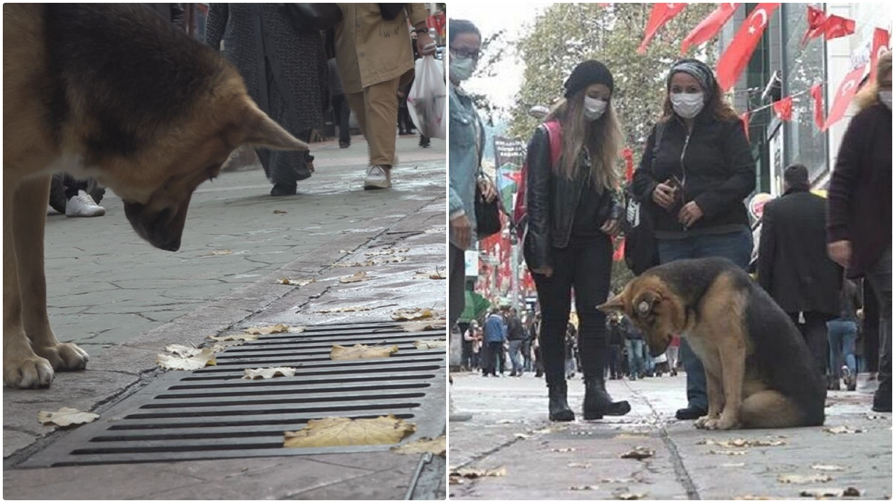 Köpeğin her gün izlediği mazgal için itfaiye devreye girdi