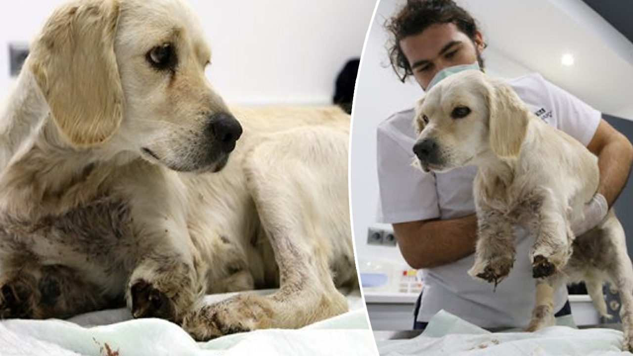 Yavru köpeğe korkunç işkence!