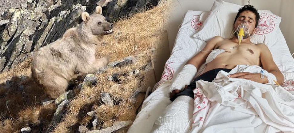 Ayı saldırısında yaralandı! Köpekler ölümden kurtardı...