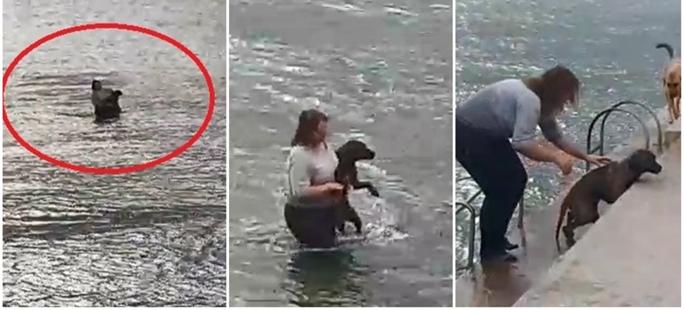 Kıyafetleri ile denize atlayıp köpeği kurtardı