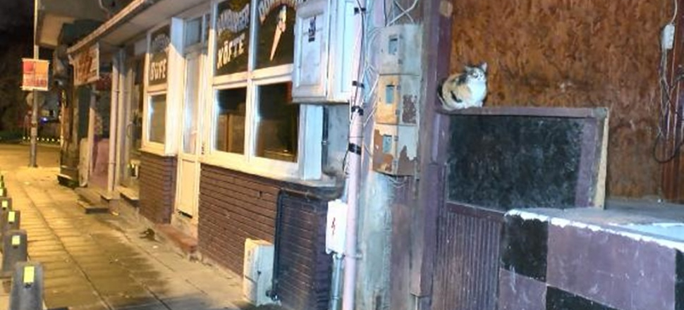 Kedi kesip yediği belirlenen kadından şok itiraf