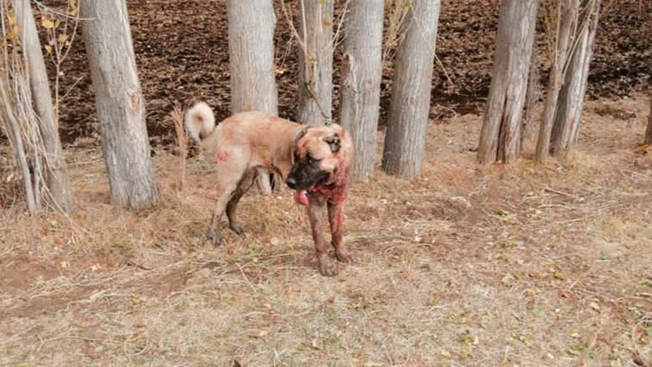 Dövüştürülen köpekler bu halde bulundu