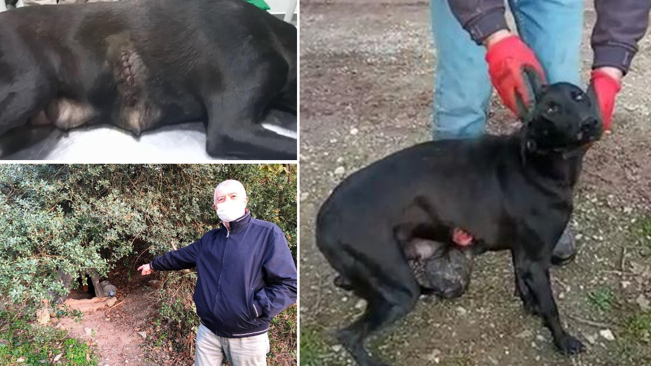 Adapazarı'nda köpeğe tecavüz iddiası! Tedavide iğrenç bulgulara rastlandı...
