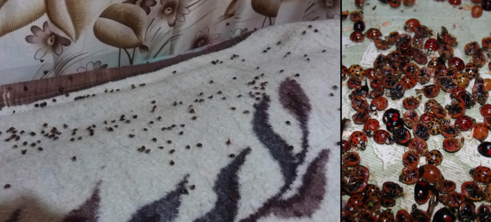 Rize'de 'uğur böceği' istilası