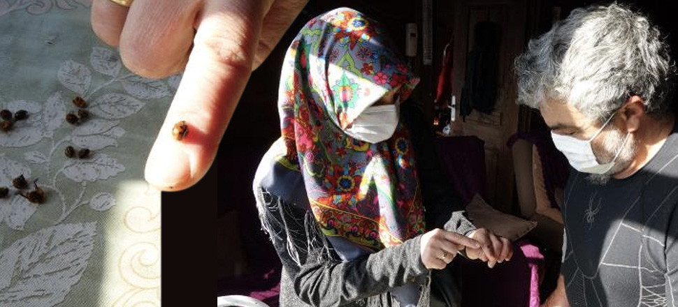 Rize'yi istila eden uğur böceklerinin sırrı ortaya çıktı!