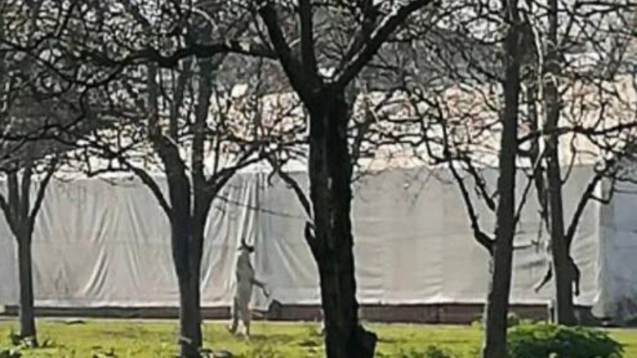 Köpeği iple ağaca asıp öldürdü