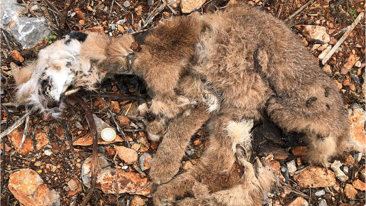 Ekosistemin tepesindeler! Fethiye ormanlarında köpekler parçaladı