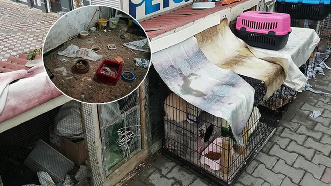 İsyan ettiren görüntü! Zavallı hayvanların hali içler acısı