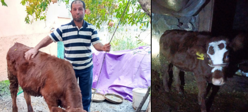 Antalya'da 2 aylık buzağıya cinsel saldırı