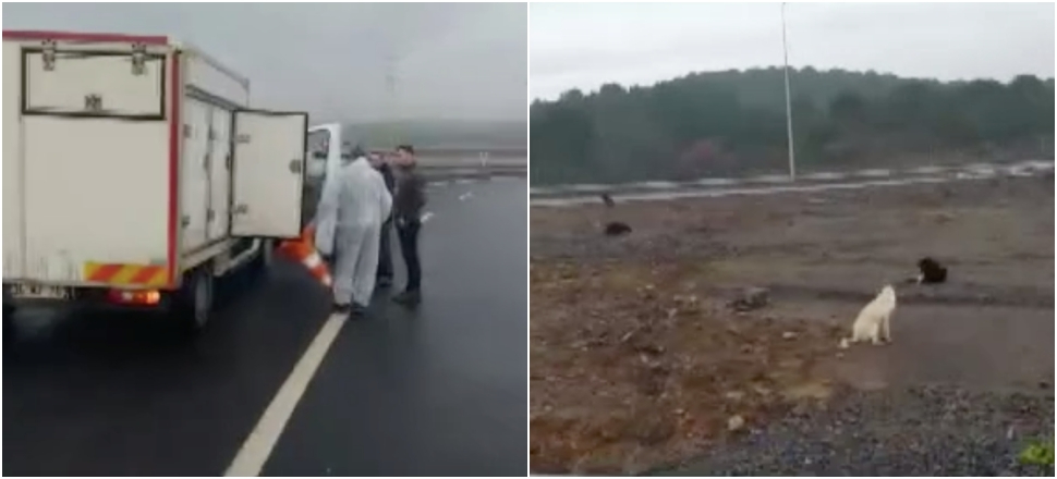 'İBB sokak hayvanlarını Gebze'ye bırakıyor!'