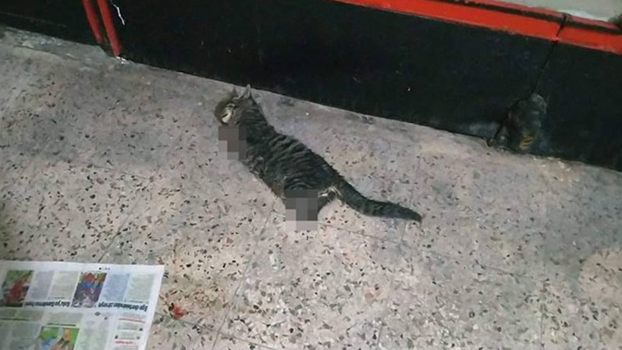 Bacaklarını kesip öldürdükleri kediyi pasaja attılar
