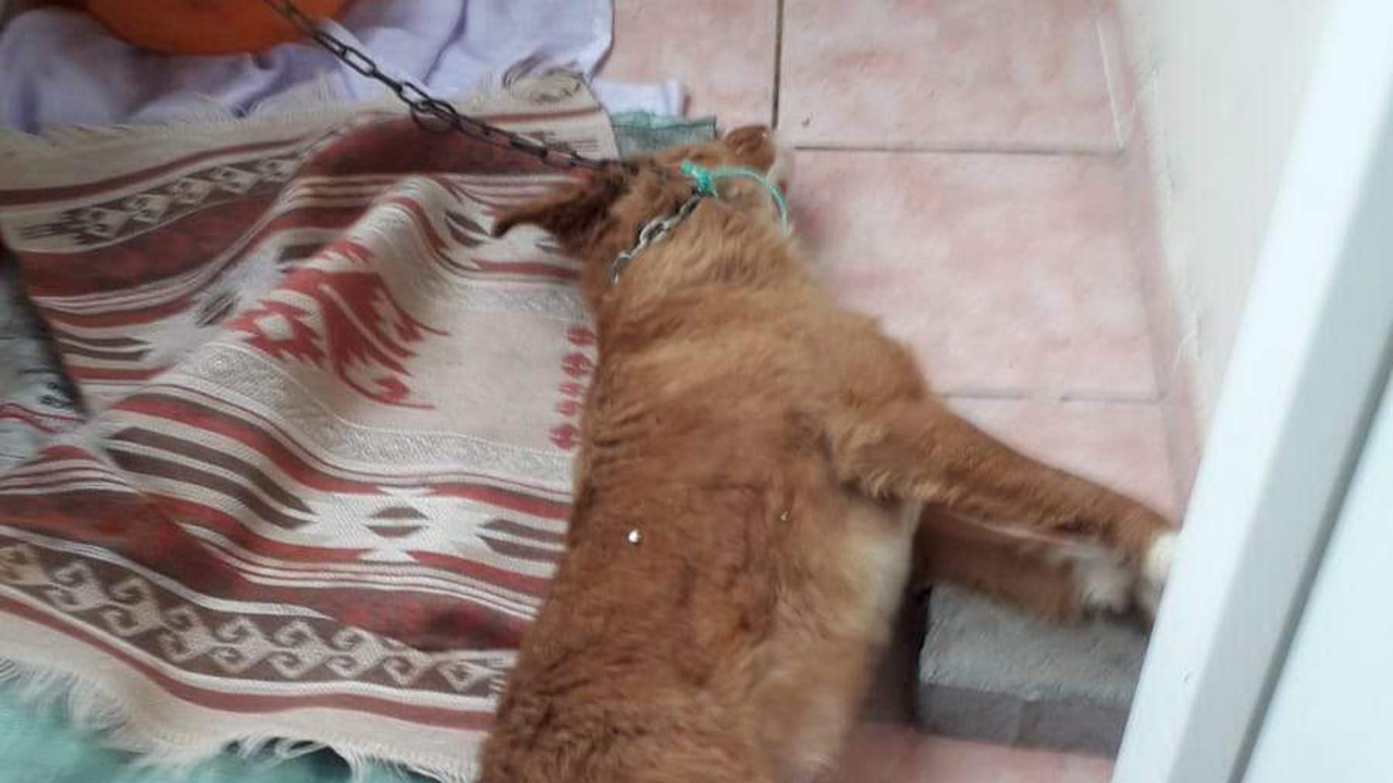 Balkona bağlanan köpek, ipe asılı halde ölü bulundu