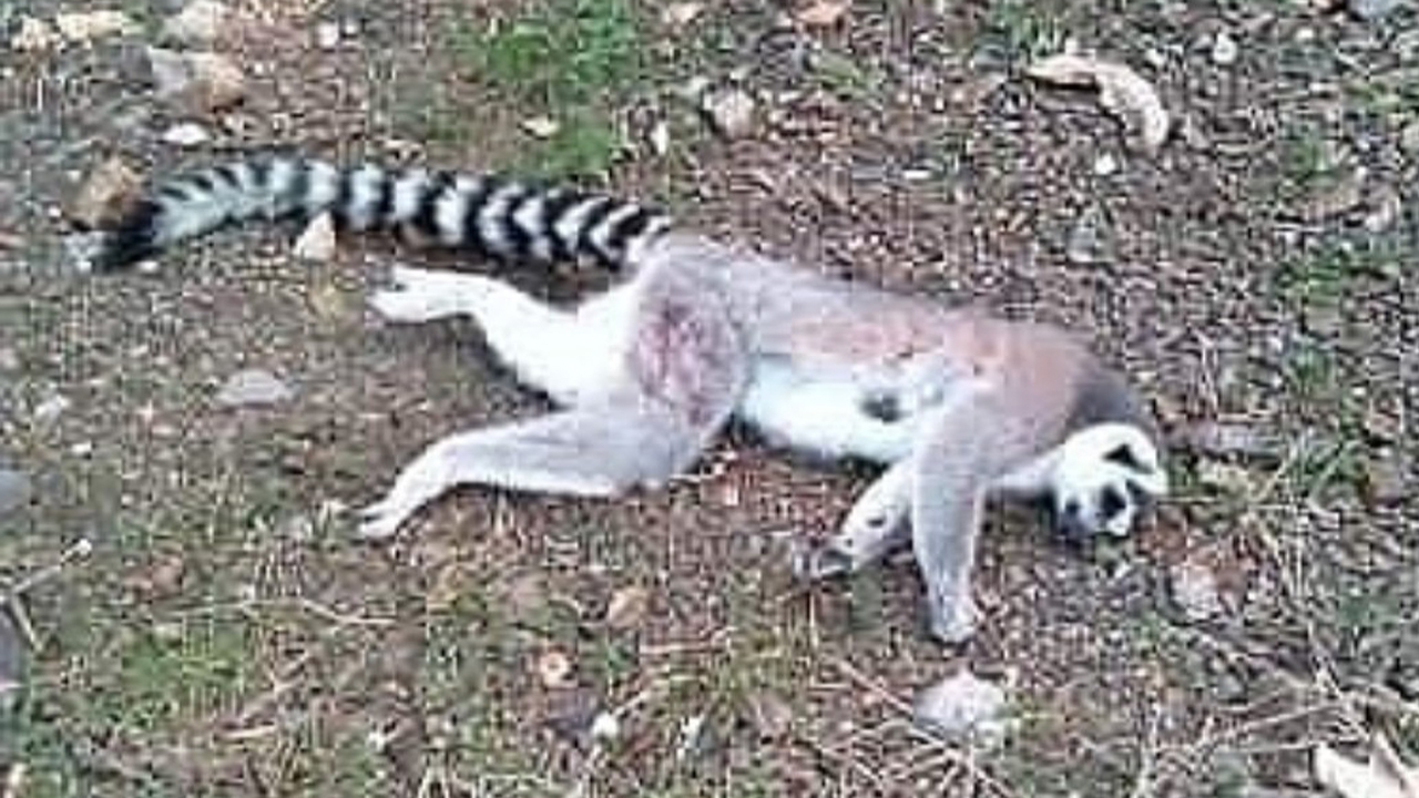İzmir’de ormanlık alanda ölü lemur bulundu