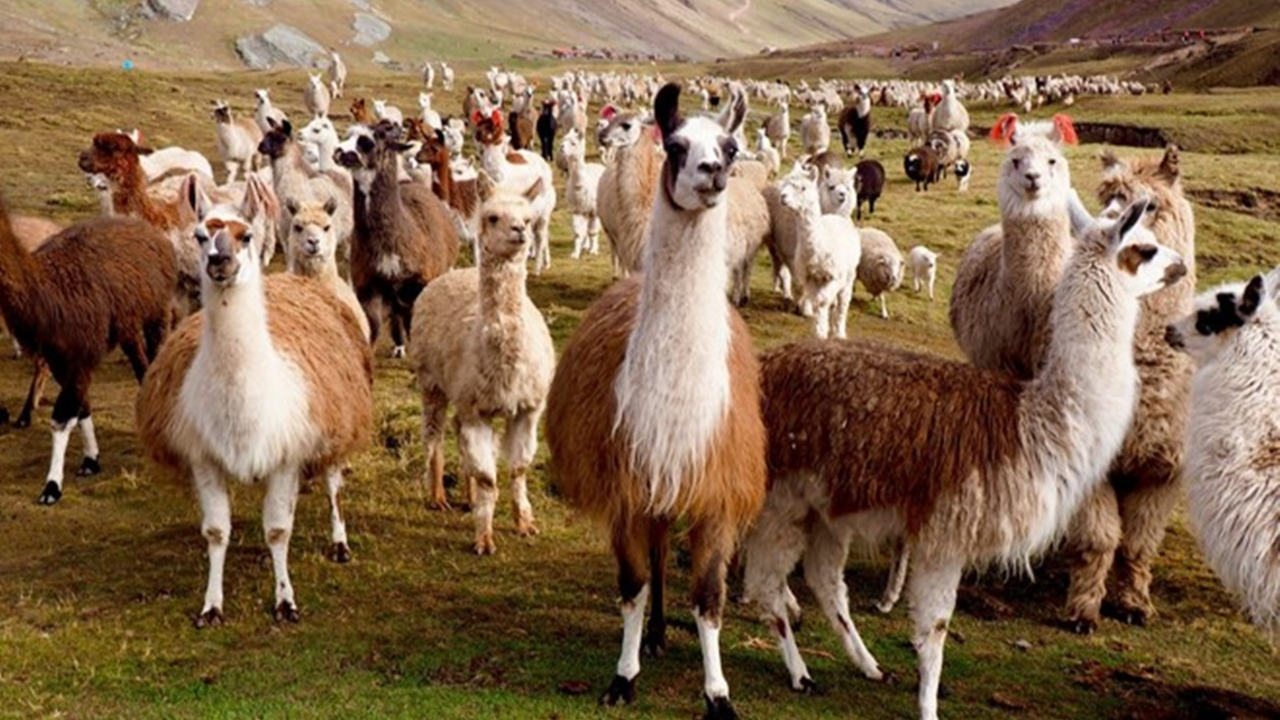 Tedavide lama antikorları kullanılacak