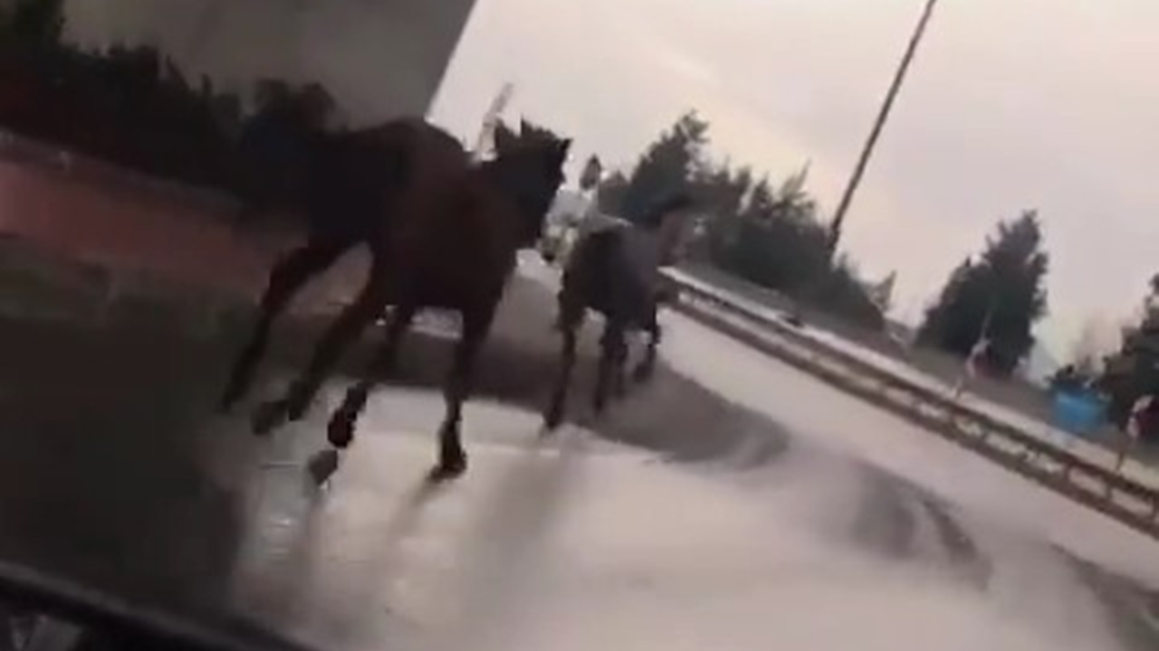 Sahipsiz atlar şehirler arası yolu hipodroma çevirdi