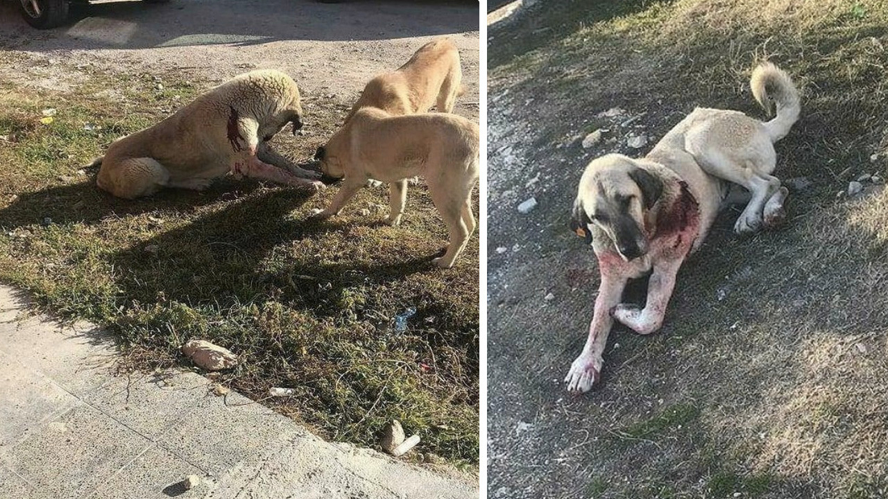 Köpeği ile bakkala giderken sokak köpeğini bıçakladı!