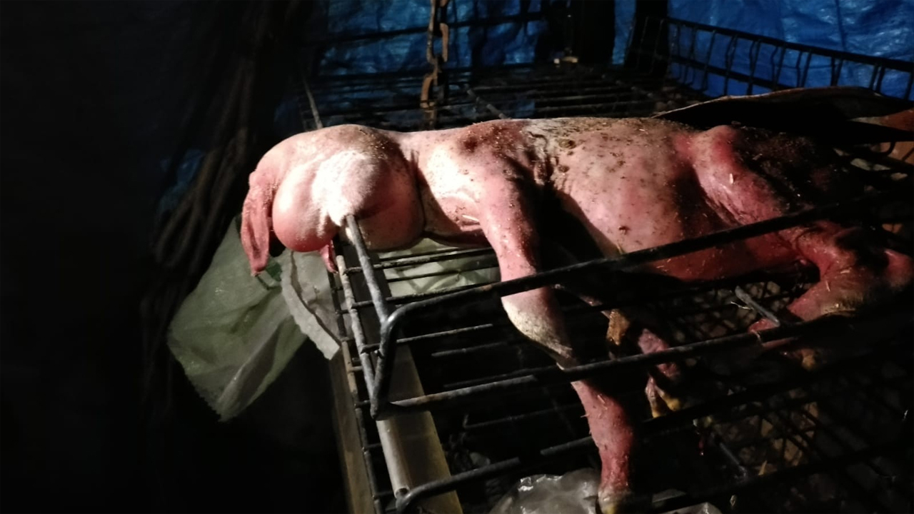 İkiz doğdular birinin yüzü yok üstelik tüysüz!