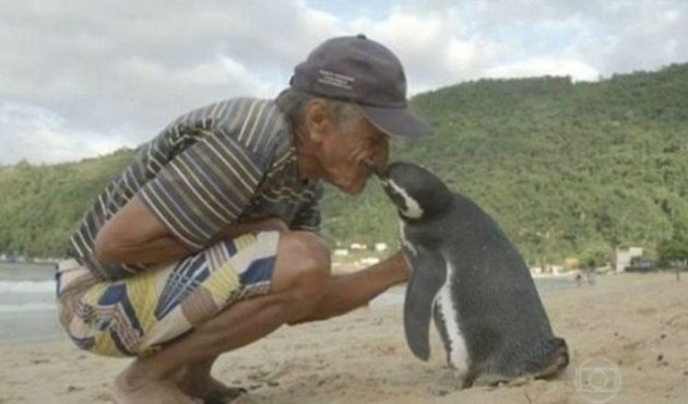 Bir penguen ile Brezilyalı adamın inanılmaz hikayesi