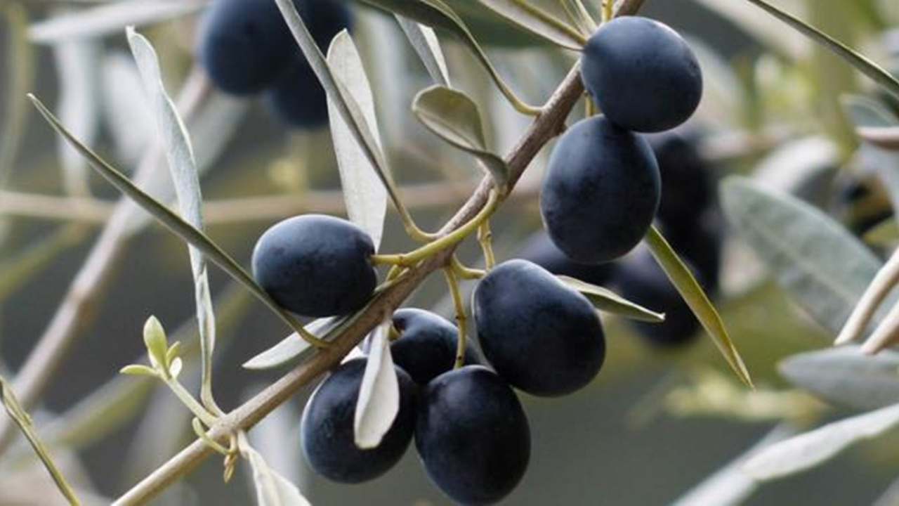 Zeytin koronavirüsü parçaladı