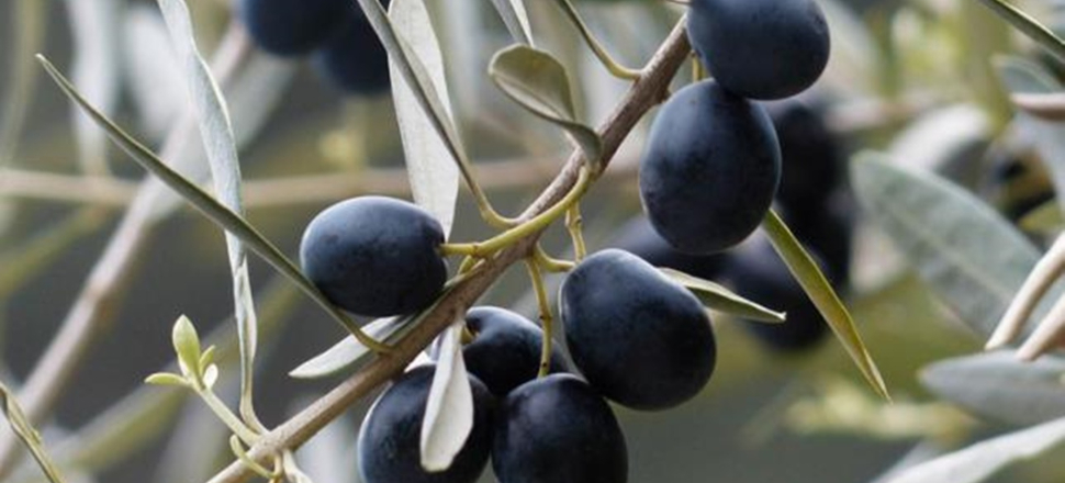 Zeytin koronavirüsü parçaladı
