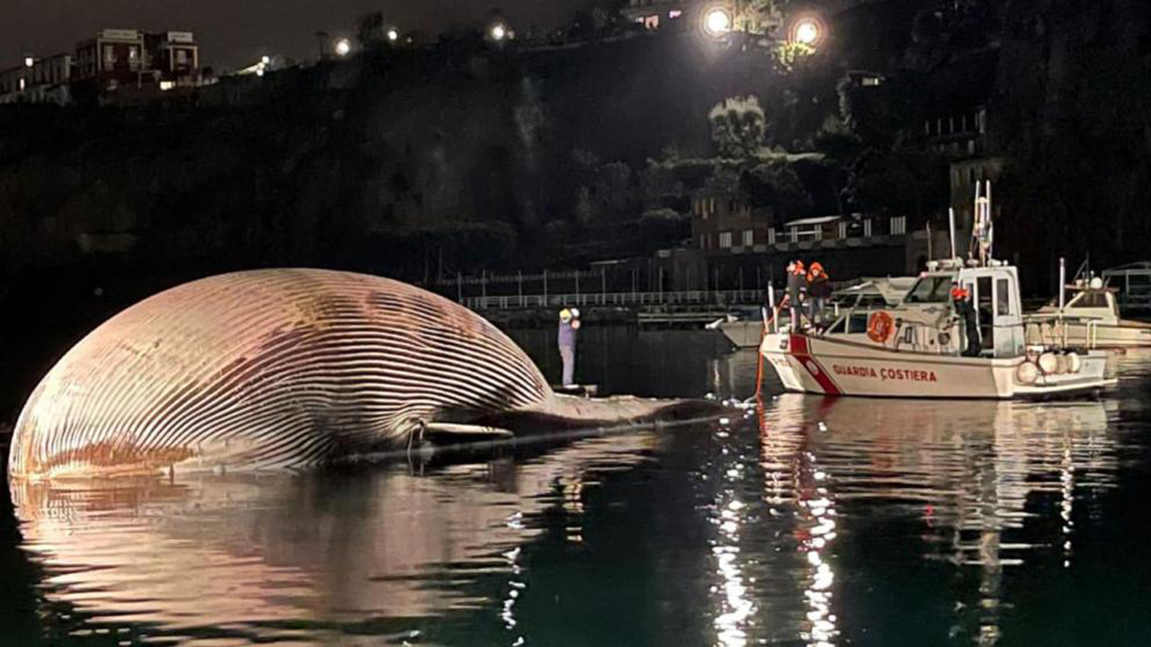 İtalya’da 70 tonluk ölü balina kıyıya vurdu
