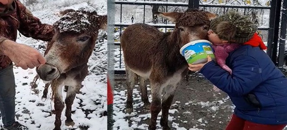 Kış günü eşeğin ağzını telle bağlayıp ölüme terk ettiler!