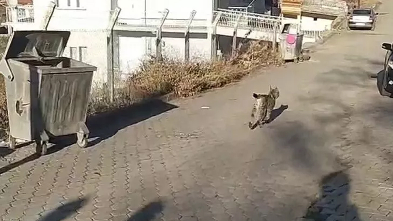 Nadir görülen vahşi hayvan ilçe merkezine indi