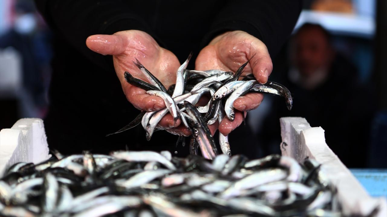 Hamsi avı yasağı uzatıldı!