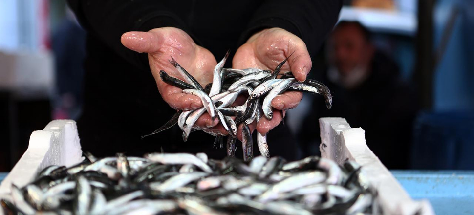 Hamsi avı yasağında yeni karar